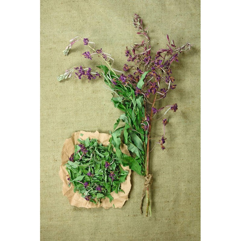 Fireweeds Herb (Epilobium Angustifolium L. - Epilobium Angustifolium Herba) Health