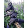Cobble Hill 1000 Piece Puzzle - Raven Rendezvous - Sample