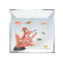 Aquatop High Clarity Low Iron Glass Cube 25-Gallon Aquarium, Red Coral Bundle – Safe for Fresh & Saltwater, Silicone-Sealed Aquarium Tank for a Stunning Display