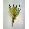 Red Myrio Myriophyllum Heterophyllum Live Aquarium Plants BUY 2 GET