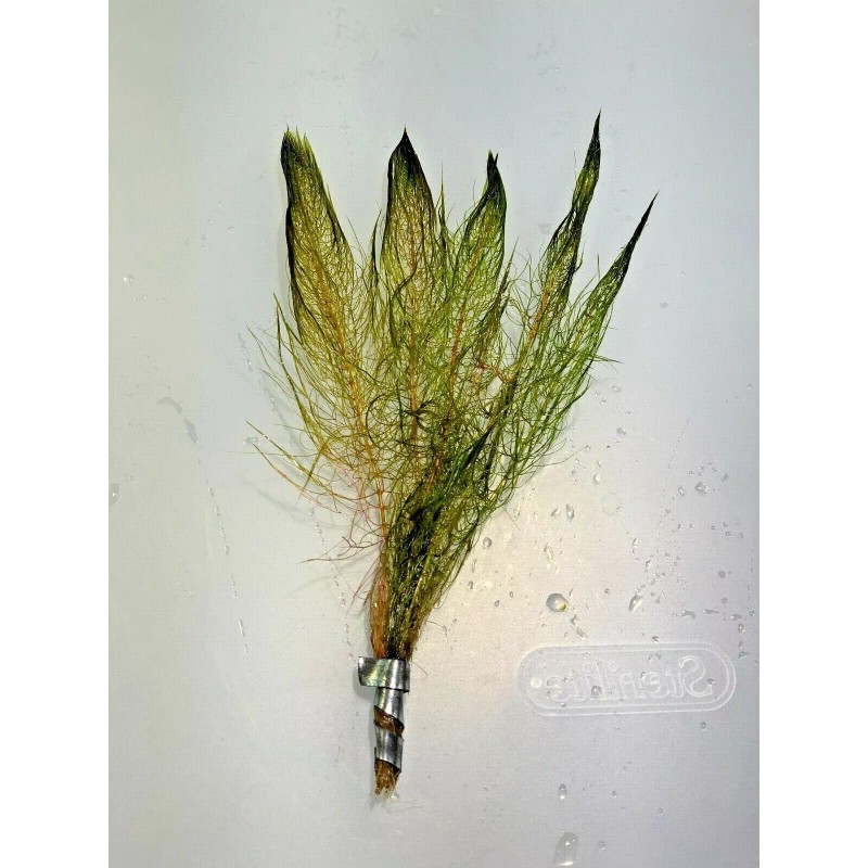 Red Myrio Myriophyllum Heterophyllum Live Aquarium Plants BUY 2 GET