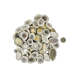 Natural Dakota Deer Antler Beads/Slices (Crafts, Jewelry Making, Beading Supplies) (Xtra Large)