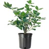 Ilex Nellie R. Stevens Holly | 3 Large Gallon Size