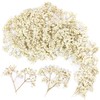 100 pezzi paniculata conservata (bianco) - Fiori secchi piccoli naturali