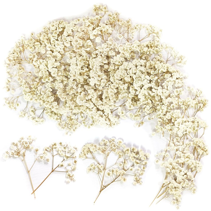 100 pezzi paniculata conservata (bianco) - Fiori secchi piccoli naturali