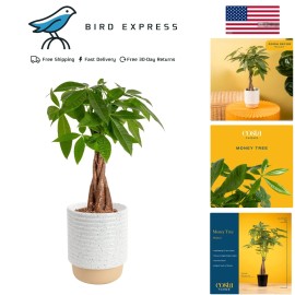 Live Money Tree Plant in Decorative Pot Indoor Air Purifying Braided Houseplant