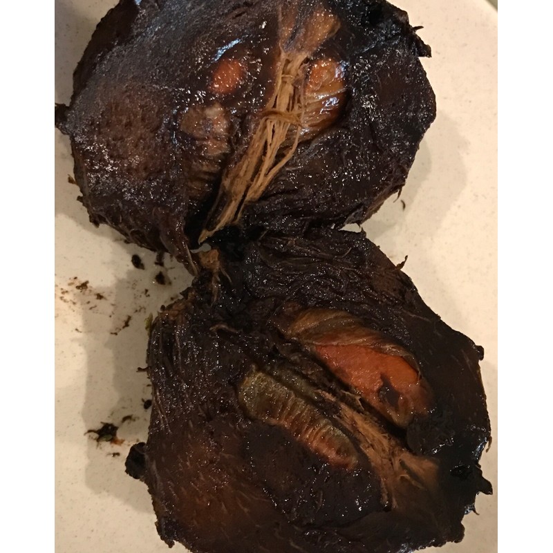 9waters Black Sapote Diospyros Nigra Chocolate Pudding Starter Plant Tropical