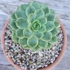 1 Lb 1/8 White Criva River Rock Cactus and Succulent