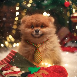 Segarty Dog Neck Ties, Dog Ties with Adjustable Collar, Pet Bow Ties for Small Dogs Cats, Puppy Bowties Neckties Grooming Bows Bulk for New Year Photography Holiday Wedding Festival Party