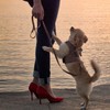 Susan Lanci Designs Crystal Paws Step in Harness for Dogs