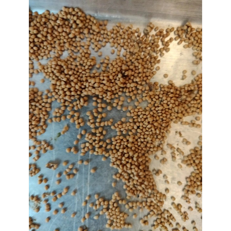 Unbraded 300 Semillas De Higo Orgánicas-300 Organic Fig Seeds