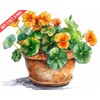 Tropaeolum Nasturtium in a pot Watercolor 8x10 Print