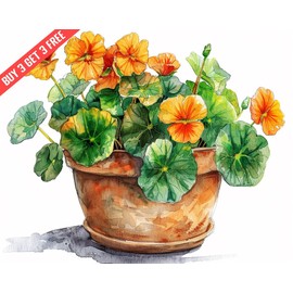 Tropaeolum Nasturtium in a pot Watercolor 8x10 Print