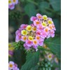 200Pcs Lantana Camara Flower Seeds, Rare Perennial Herb