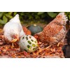 Beeztees Snack Ball, Chicken Accessories, Feeder for Chickens, Snack Ball,