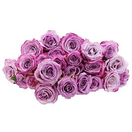 KaBloom PRIME NEXT DAY DELIVERY : Valentine's Day Collection - Fresh Cut 48 Purple Roses Gift for Birthday, Sympathy, Anniversary, Get Well, Thank You, Valentine, Mother’s Day Flowers
