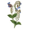 Comfrey - Root Cuttings (Symphytum ×  uplandicum) - Bocking 14