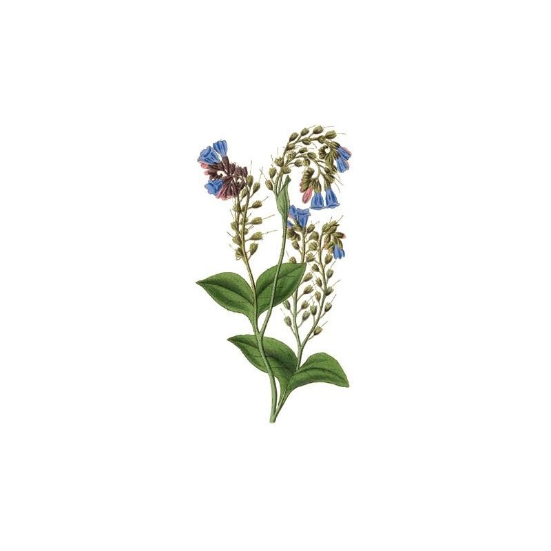 Comfrey - Root Cuttings (Symphytum ×  uplandicum) - Bocking 14