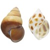 Sanko Shokai Sanko Okaya Hermit Crab Replacement Shell L