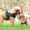 1 pcs Waterproof Soft Mesh Fabric Dog Puppy Pet Adjustable