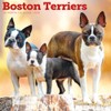 Carousel Calendars, Boston Terriers 2026 Wall Calendar, 12'' X 12'',