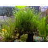 1 Bag Of Java Moss, Aquarium.