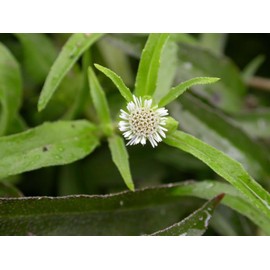 Generic 25 False Daisy Seeds, Green