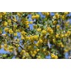 Pure Herbs: Barberry - 1 oz.