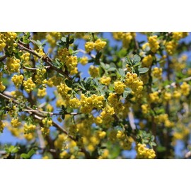 Pure Herbs: Barberry - 1 oz.