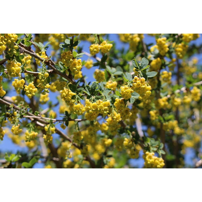 Pure Herbs: Barberry - 1 oz.