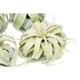 6 Pack Large Xerographica Air Plants 5 to 7 Inch Wide - Air Plants Live Tillandsia Succulent House Plants Holders- Available in Wholesale and Bulk Air Plant- Easy Care Indoor and Outdoor Plants