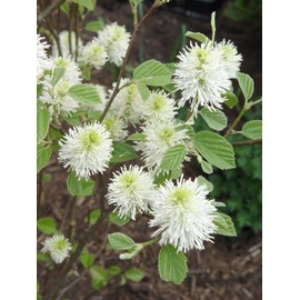 Pixies Gardens (1 Gallon)"Mount Airy" Dwarf Fothergilla Multi Season Plant Honey Like Fragrance Cream Colored Flowers Beautiful Fall Colors Gallon Size