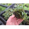 Tristans Tropicals Cryptocoryne, Java Moss, Wabi Kusa