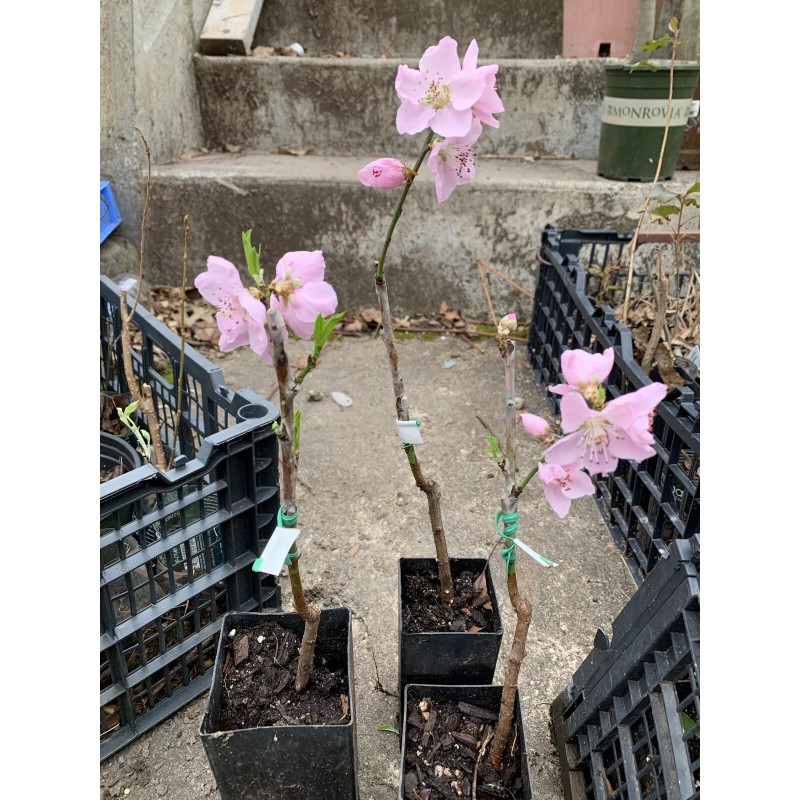 live plant Indian Blood Cling Peach grafted Bare root 1