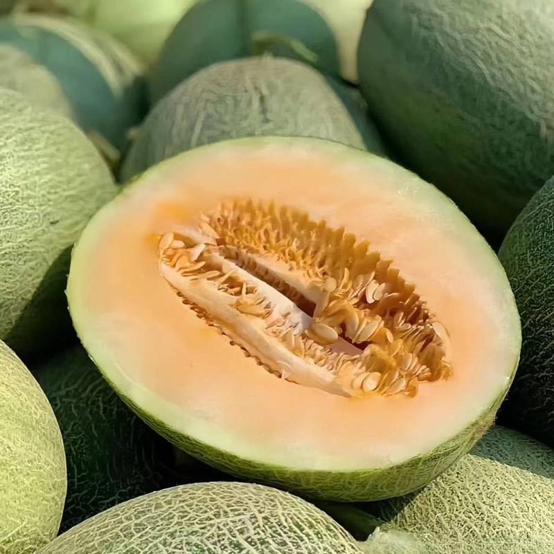 JQBay Cantaloupe Melon Seeds – 25 Seeds Non-GMO Heirloom Variety