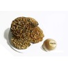 IAMSIAMZ DOK JOK Cookie Bouquet Sunflower 3.0 Inch Diameter Crispy