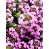 Creeping Thyme Seeds - Thymus Serpyllum- Perennial Ground Cover-1000 Seeds