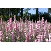 Light Pink Larkspur Rocket Flower Seeds for Planting, 250+ Seeds