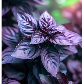 Basil, Purple Dark Opal (Ocimum basilicum) Herb Seeds, Stunning Color, Slightly Spicy, Peppery Flavor, Pollinator-Friendly, Seeds by MySeeds.Co, You Choose The Amount (4 Grams)