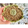 1am Succulents Rare Cactus - Pseudolithos Migiurtinus (0.4"-0.5")