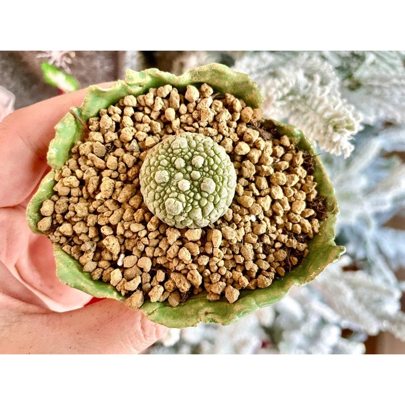 1am Succulents Rare Cactus - Pseudolithos Migiurtinus (0.4"-0.5")