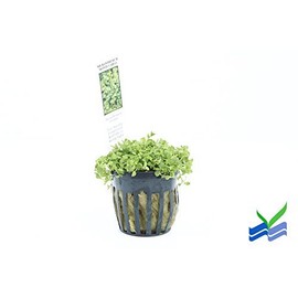 Potted Monte Carlo (Micranthemum) - Easy Carpet Aquarium Plant by West Coast Aquatics