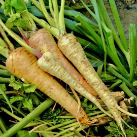 200 + Hollow Crown Parsnip Seeds | Non-GMO | Heirloom | Fresh Garden Seeds