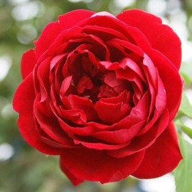 Heirloom Roses Climber Rose Plant - Cherry Garland™ Red Rose Bush, Climbing Roses Live Plant for Planting Outdoors