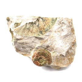 Perisphinctes Ammonite Fossil Jurassic- Bavaria, West Germany 17162