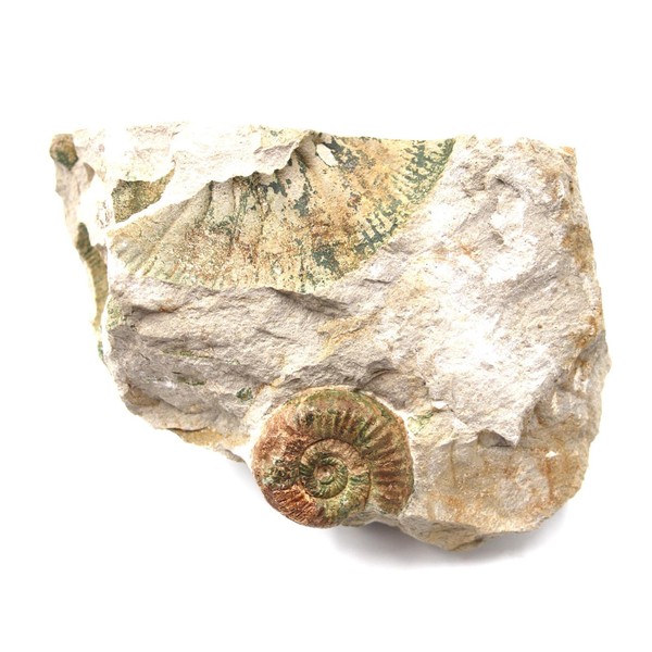 Perisphinctes Ammonite Fossil Jurassic- Bavaria, West Germany 17162