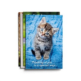 DaySpring - Get Well - Thinking of You - Whiskers & Paws - 4 Design Assortment with KJV Scripture -12 Boxed Cards & Envelopes