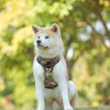 Pet Sports Harness Adjustable Dog Chest Harness Lightweight Breathable Dog