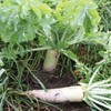 Oilseed Cover Crop Radish Seeds (Raphanus sativus) Packet of 20