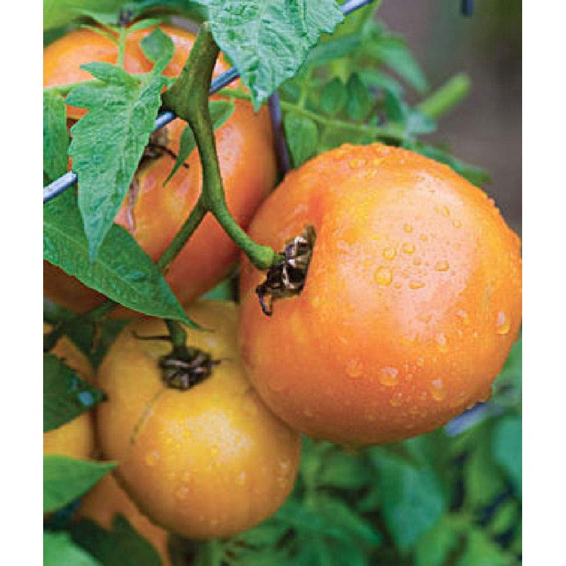 Viridis Hortus - 6 x Tomato Orange Wellington F1 Vegetable/Fruit
